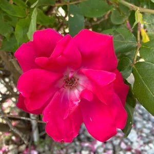 Meet your Posher, Stacey